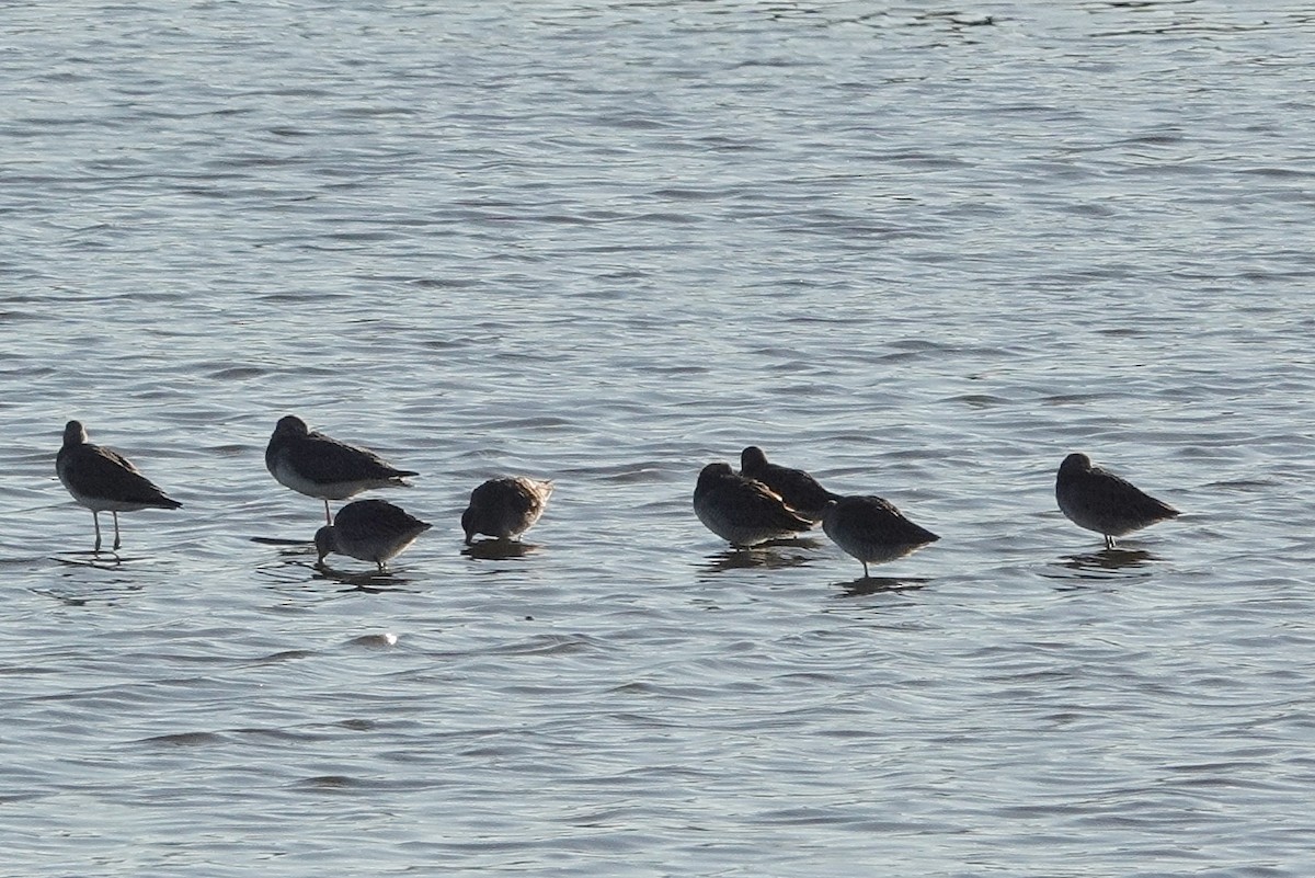 Long-billed Dowitcher - ML625828438