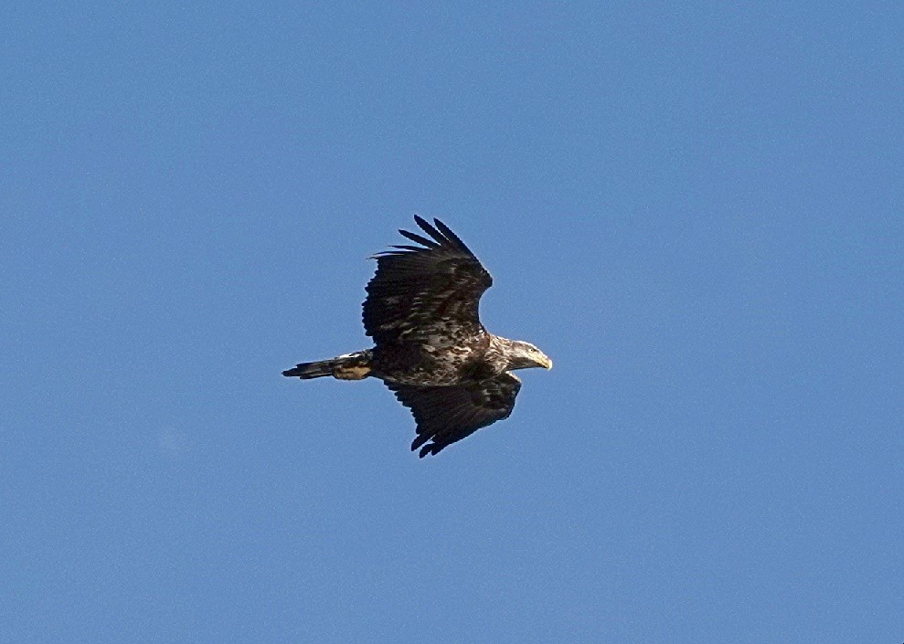 Bald Eagle - ML625828441