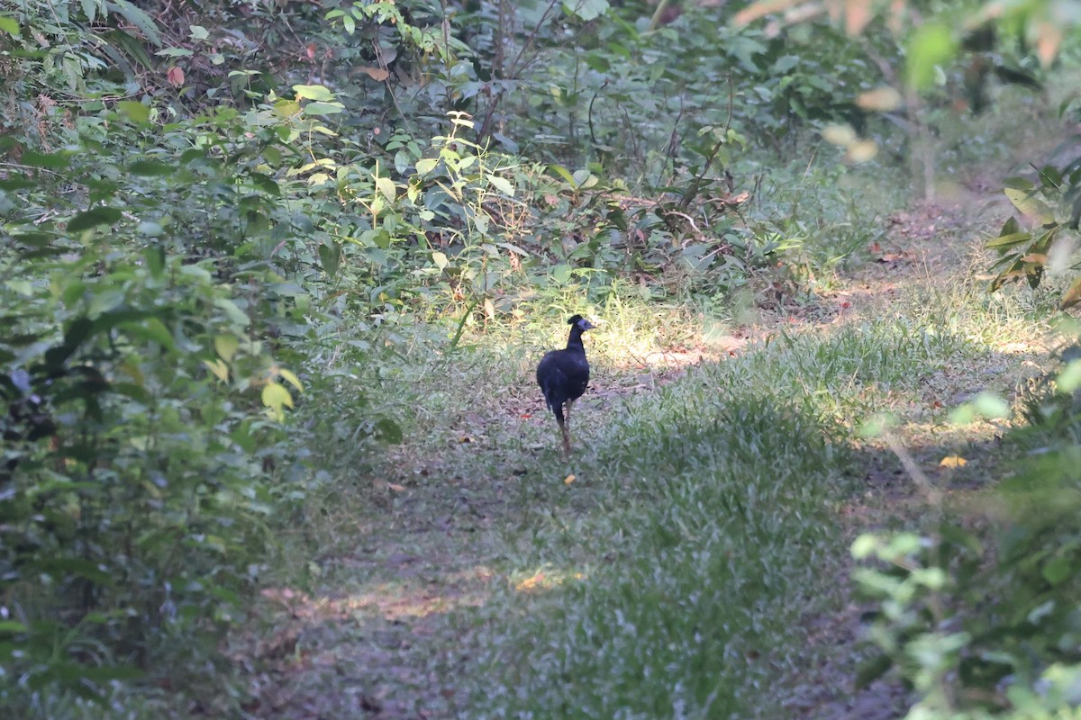 Malayan Crested Fireback - ML625828593