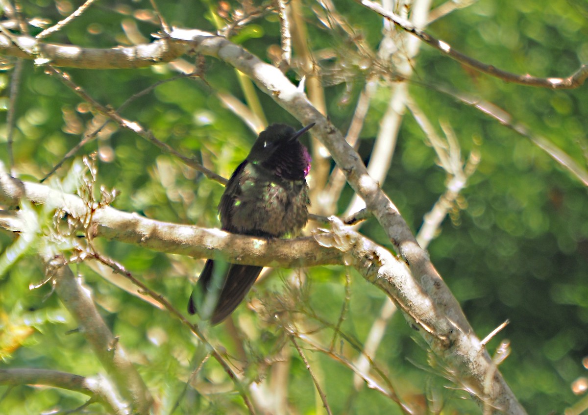 Colibrí Gorjiamatista (grupo clarisse) - ML625828642