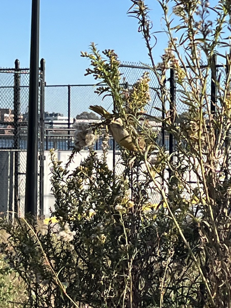 Baltimore Oriole - ML625828648