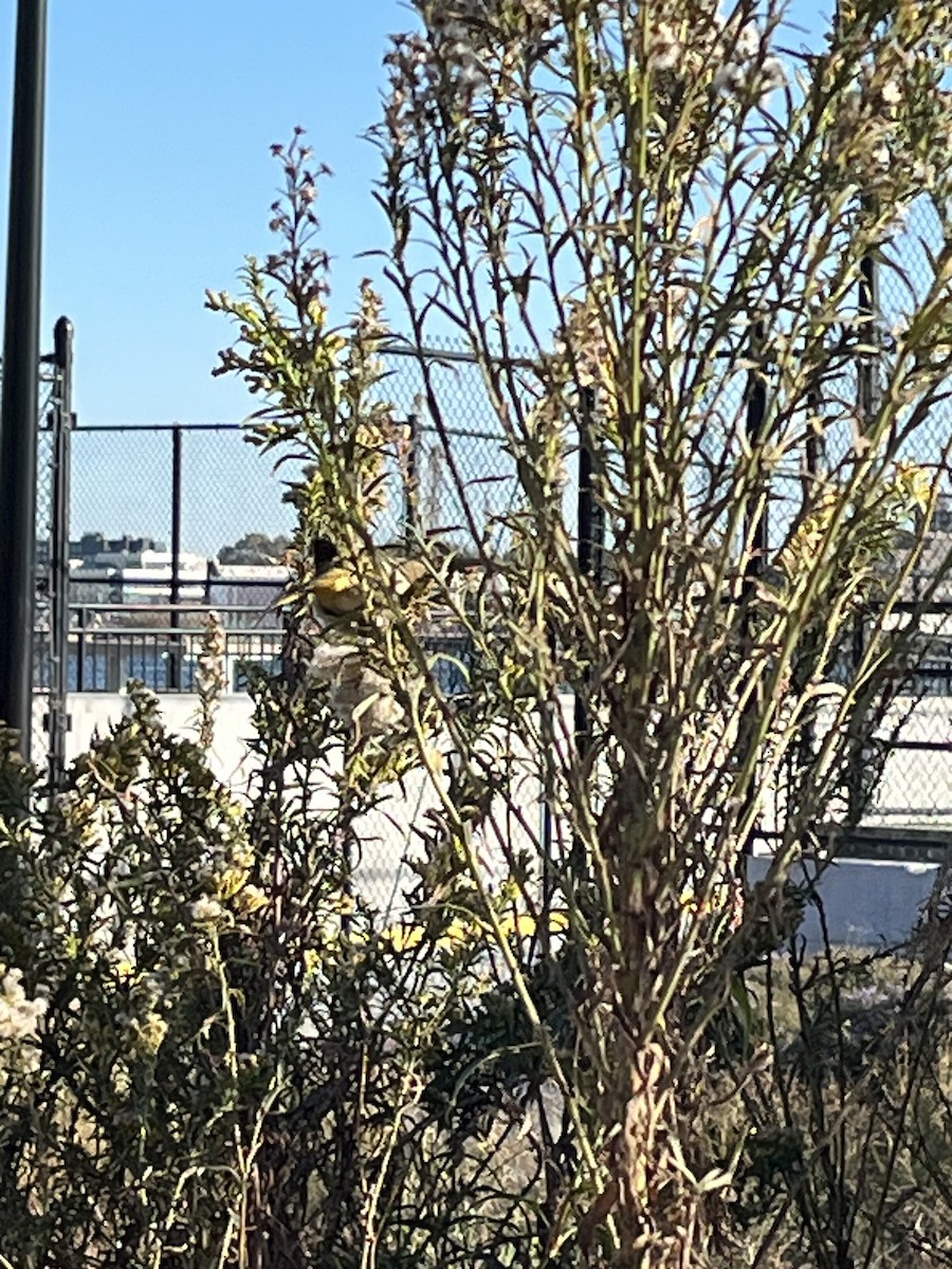 Baltimore Oriole - ML625828650