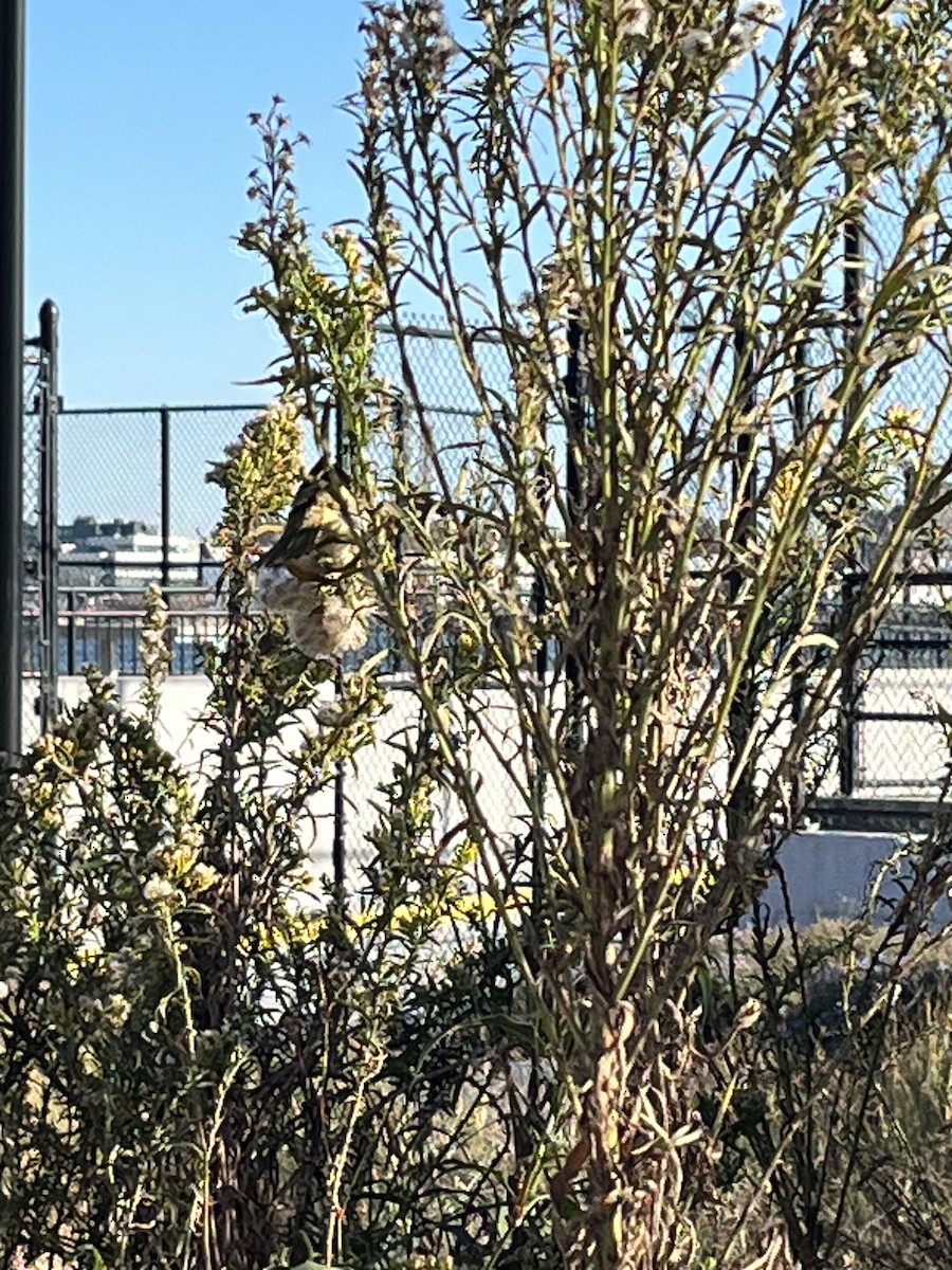 Baltimore Oriole - ML625828652