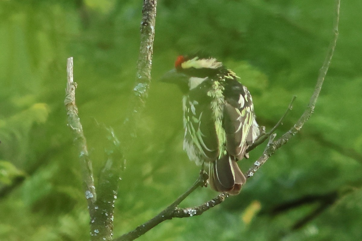 Pied Barbet - ML625828722