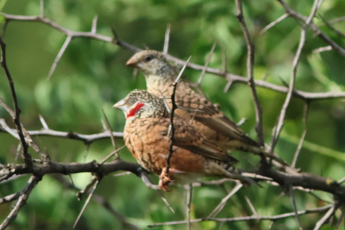 Cut-throat - ML625828753