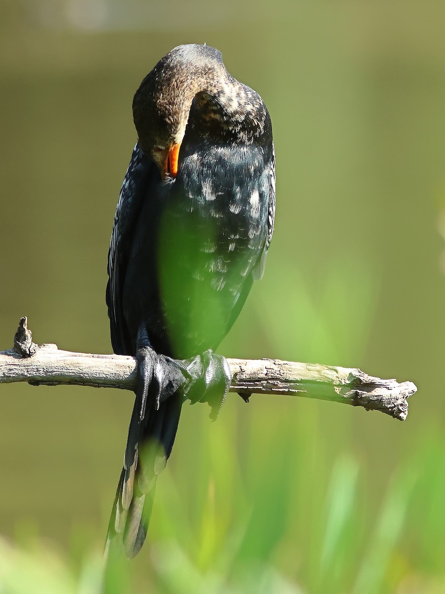 Reed Cormorant - ML625828772
