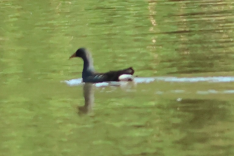 Eurasian Moorhen - ML625828779