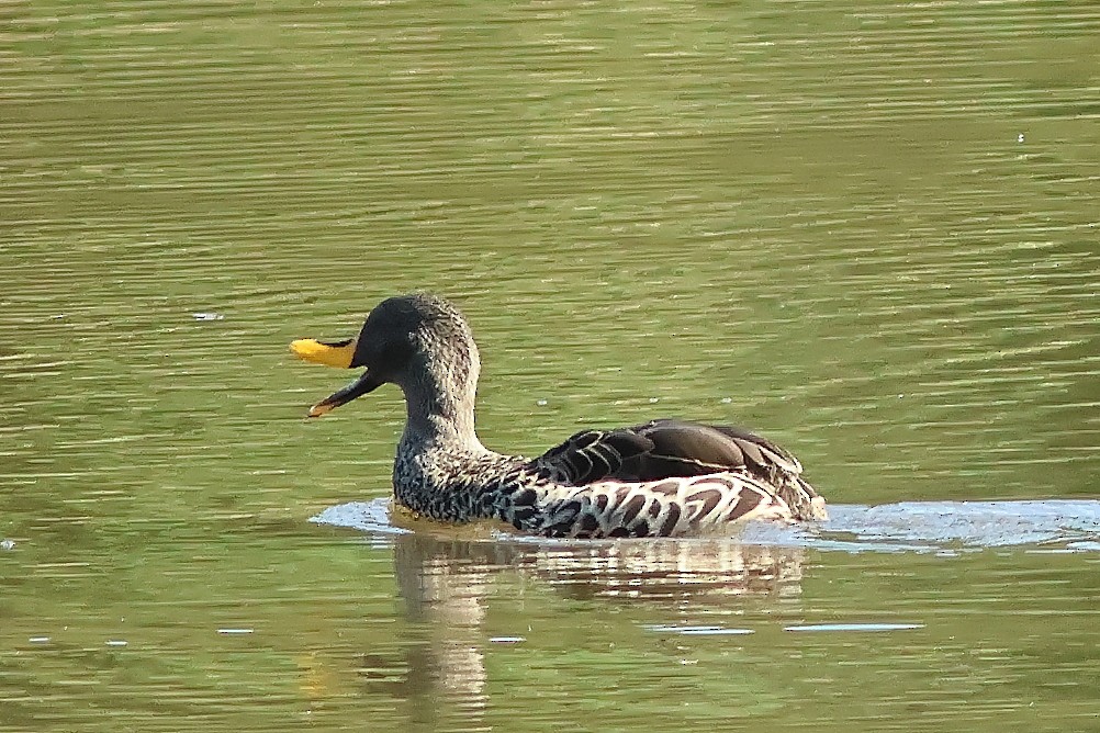 Yellow-billed Duck - ML625828784