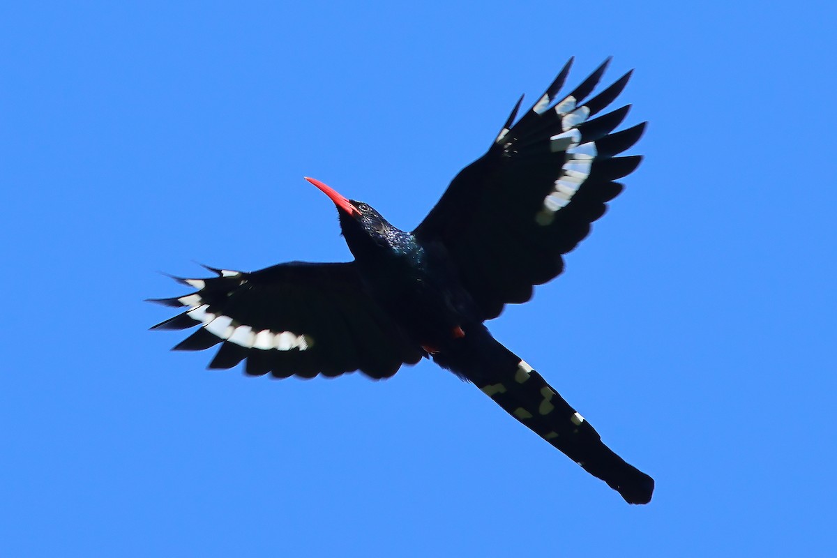 Green Woodhoopoe - ML625828794