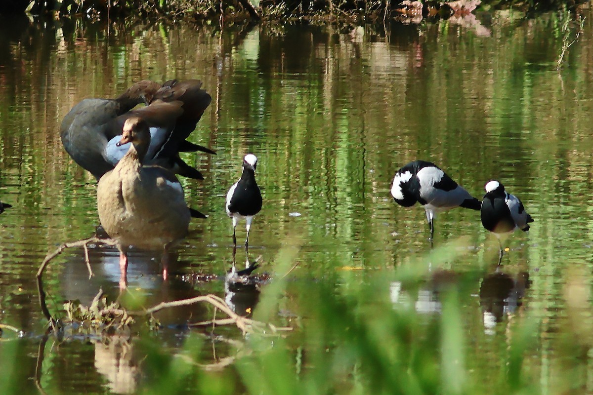 Blacksmith Lapwing - ML625828798