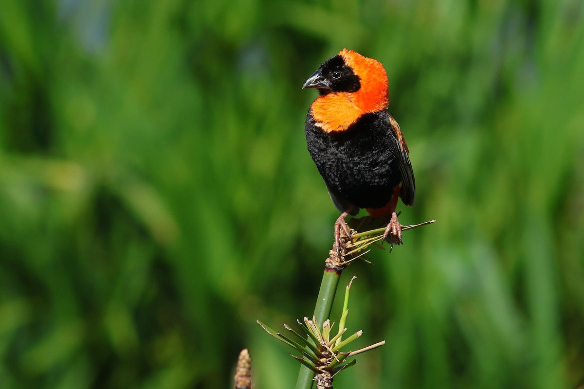 Southern Red Bishop - ML625828807