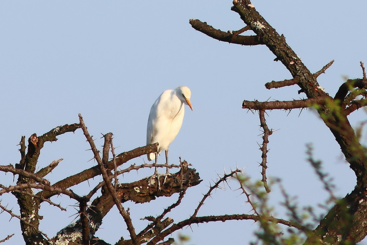 Western Cattle-Egret - ML625828842