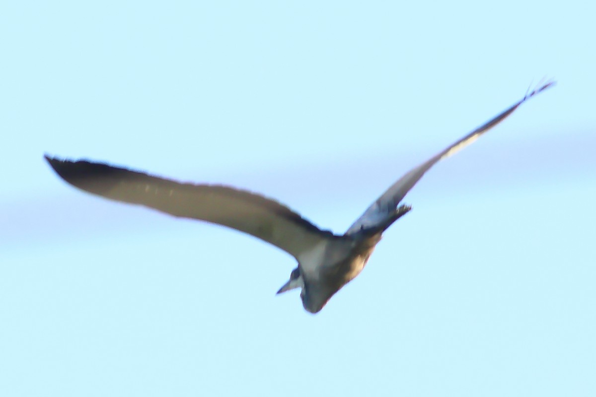 Black-headed Heron - ML625828852