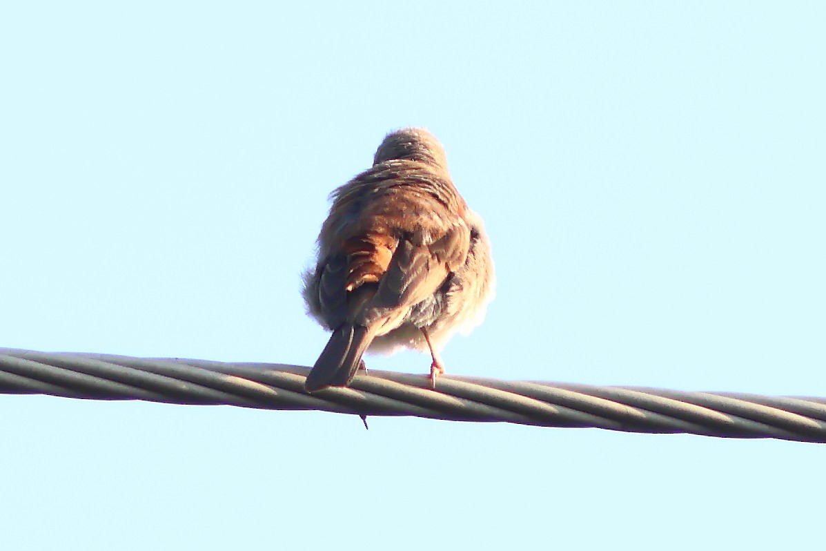 Southern Gray-headed Sparrow - ML625828881
