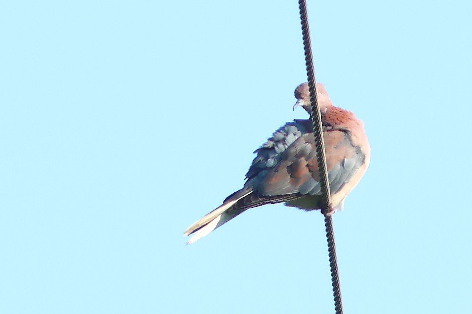 Laughing Dove - ML625828884