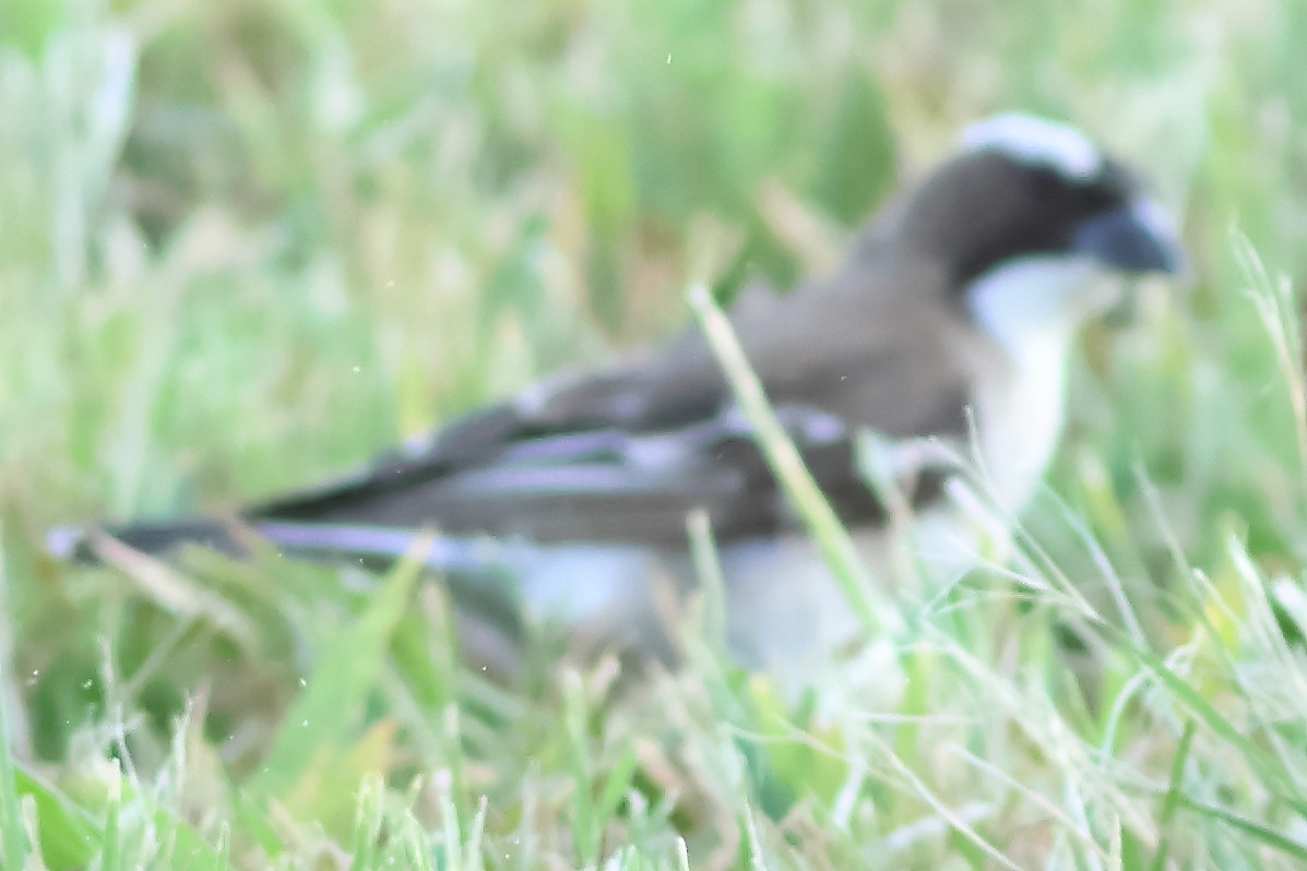 White-browed Sparrow-Weaver - ML625828896