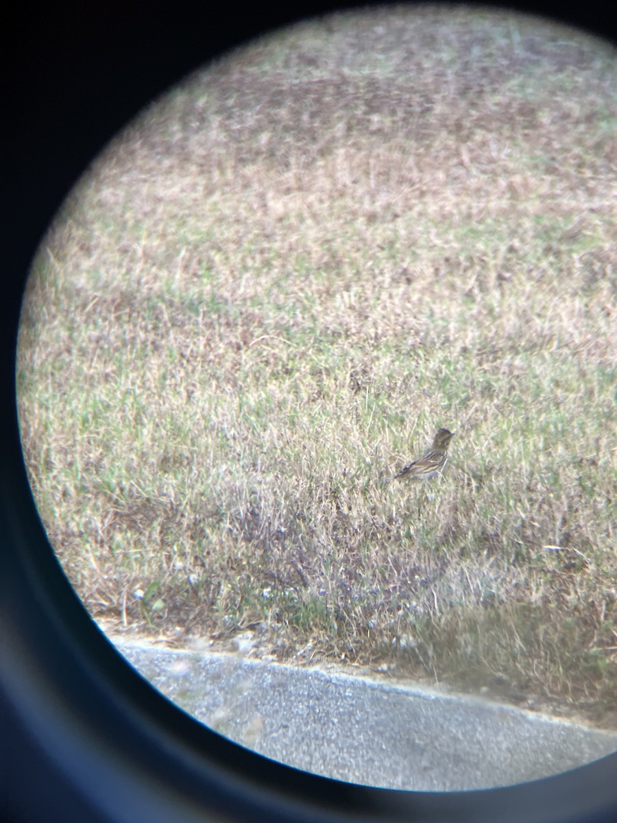 Savannah Sparrow - ML625828902