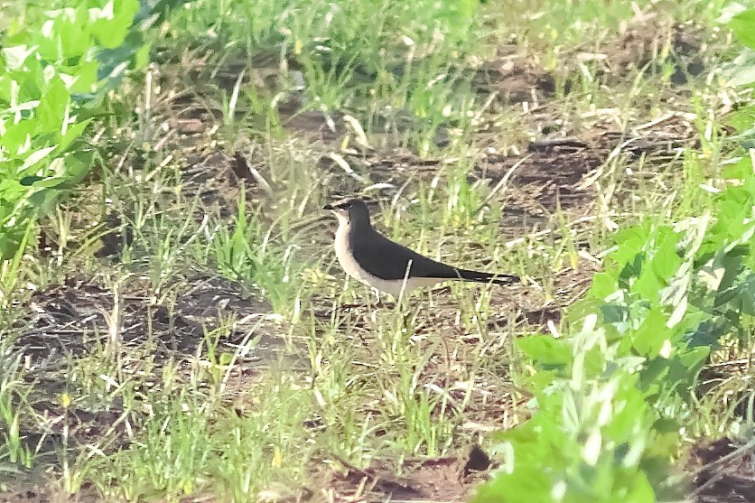 Black-winged Pratincole - ML625828903