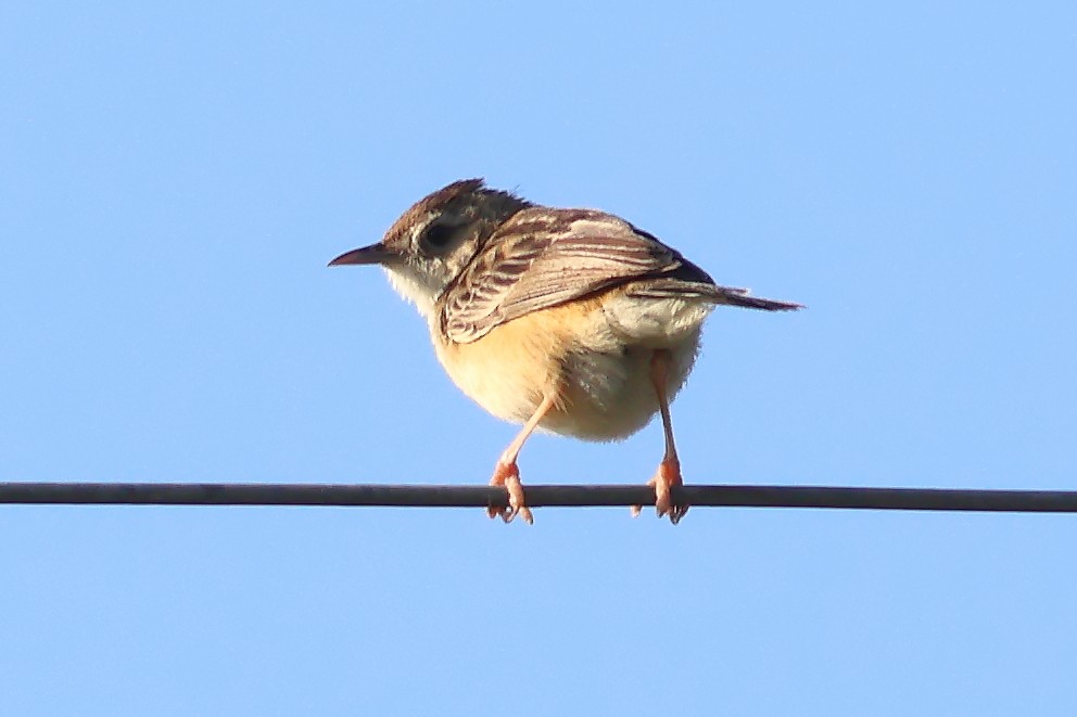 Zitting Cisticola - ML625828907