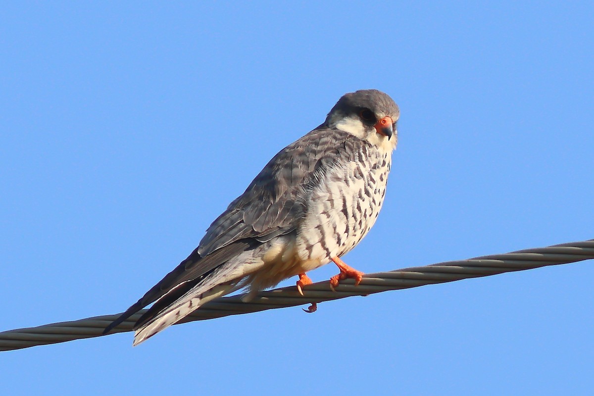 Amur Falcon - ML625828912