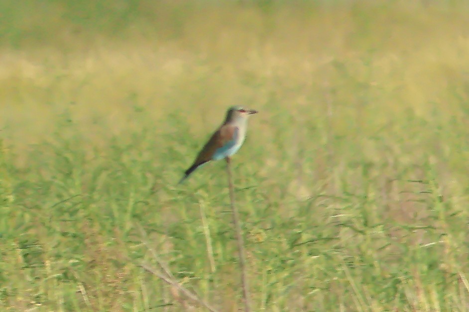 European Roller - ML625828918