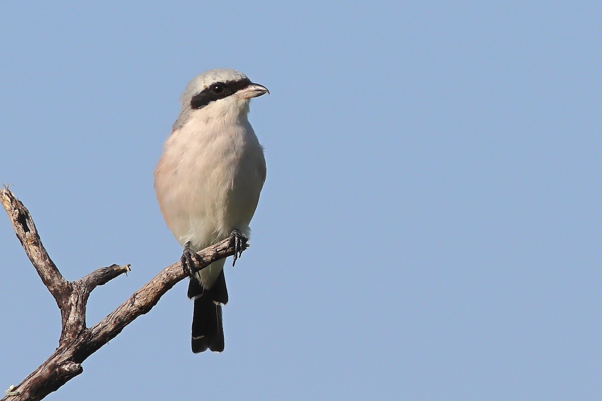 Red-backed Shrike - ML625828931