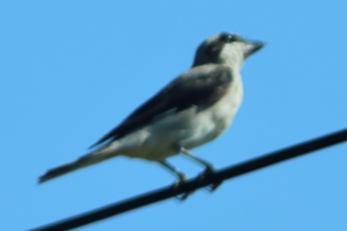 Lesser Gray Shrike - ML625828944