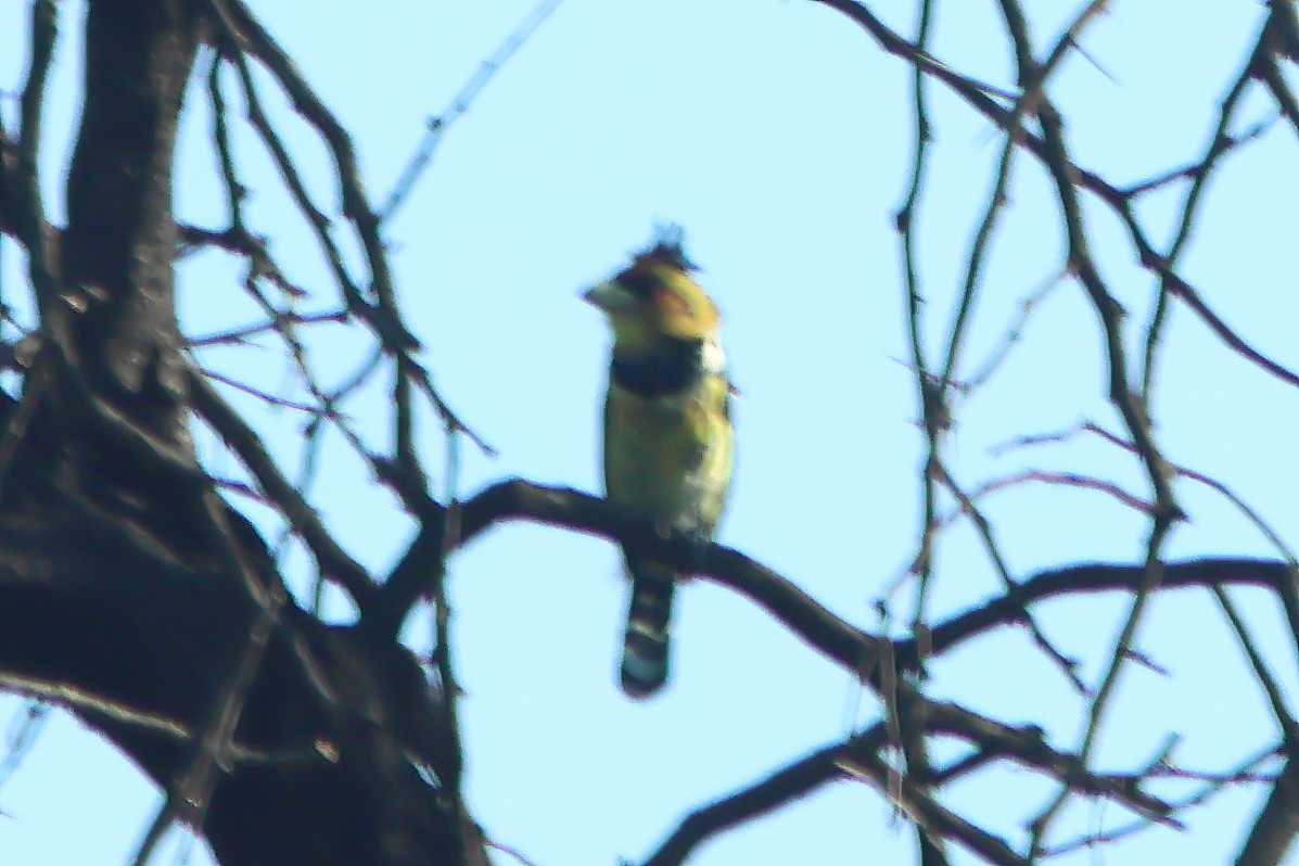 Crested Barbet - ML625828956
