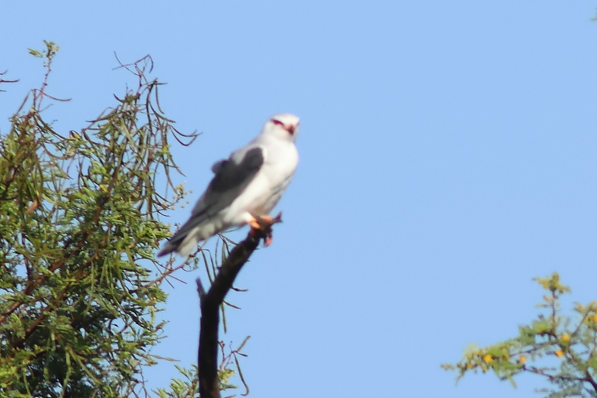 Black-winged Kite - ML625828958