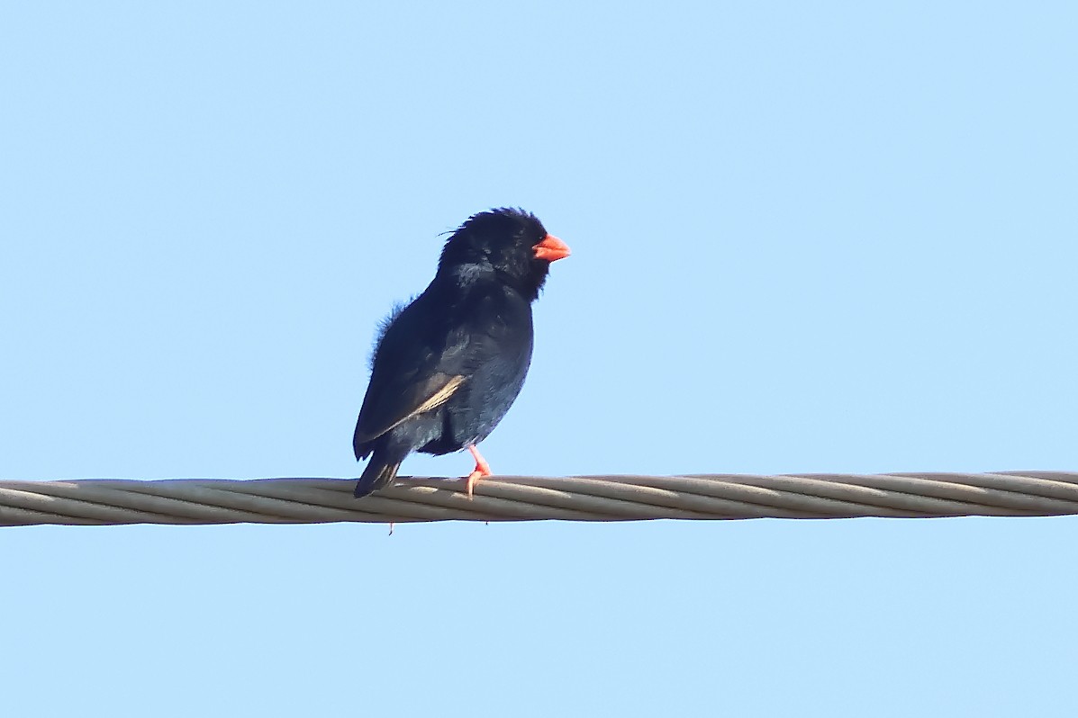 Village Indigobird - ML625828965