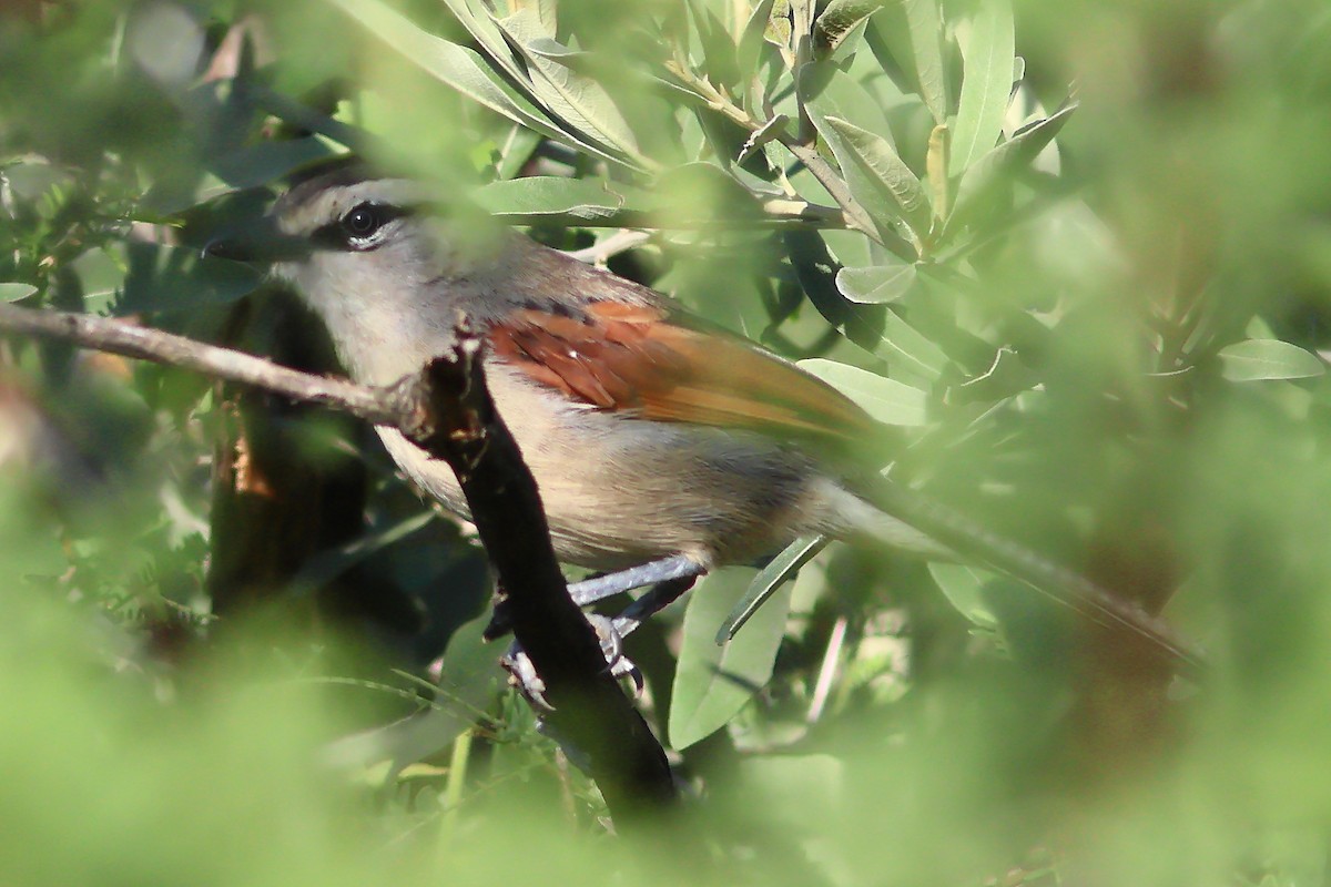 Black-crowned Tchagra - ML625828980