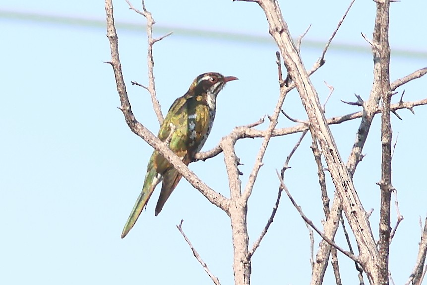 Dideric Cuckoo - ML625828987