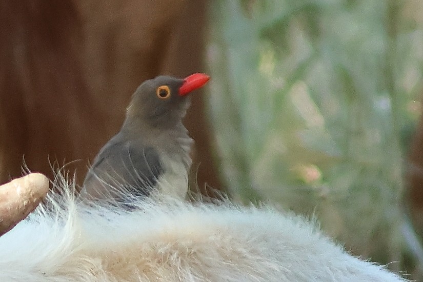 Red-billed Oxpecker - ML625828996