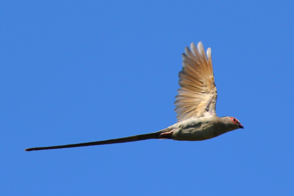 Red-faced Mousebird - ML625829013