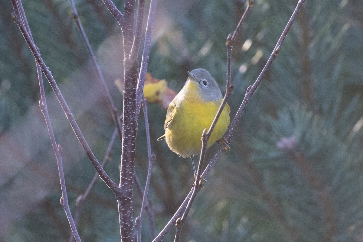 Nashville Warbler - ML625829047