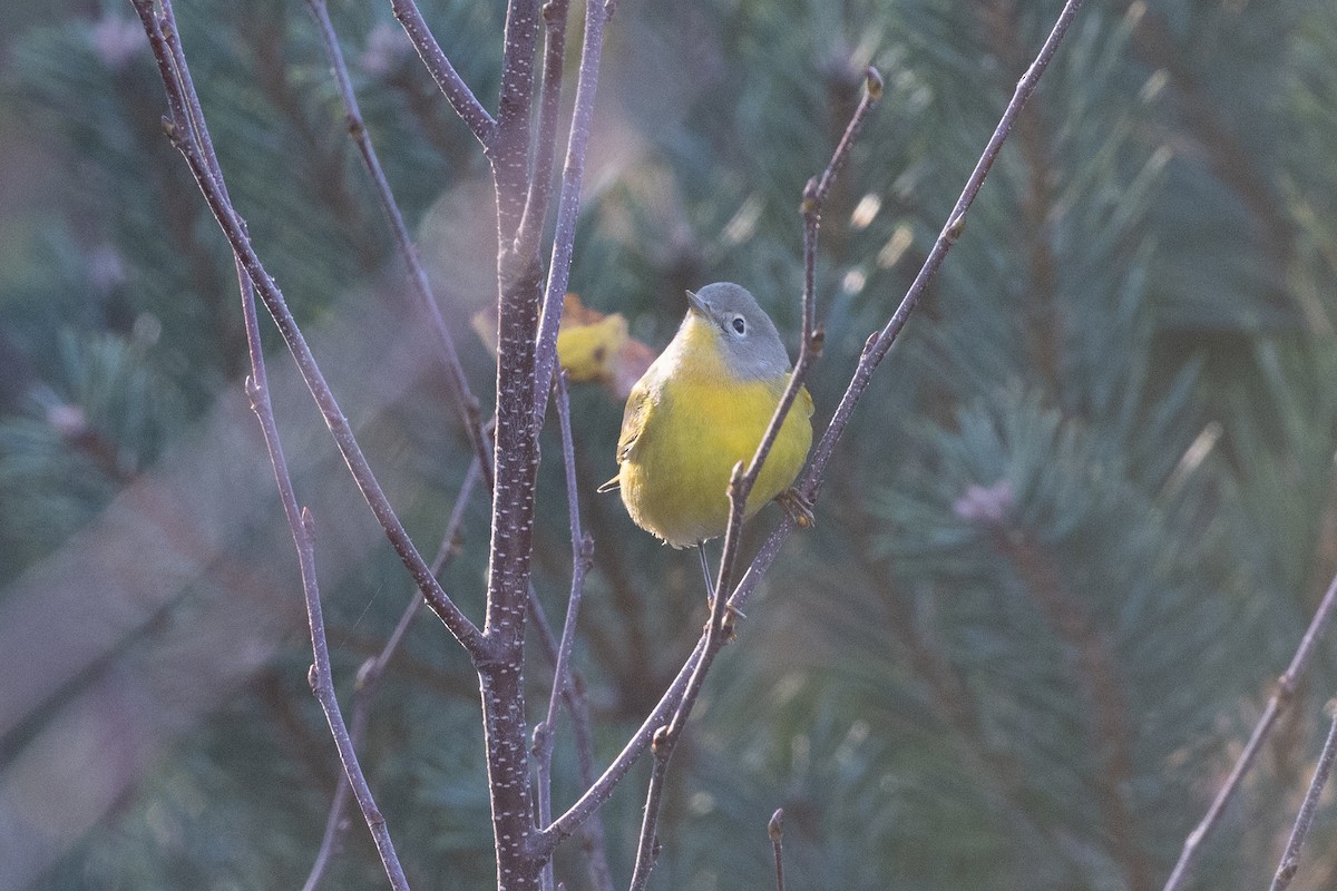 Nashville Warbler - ML625829056