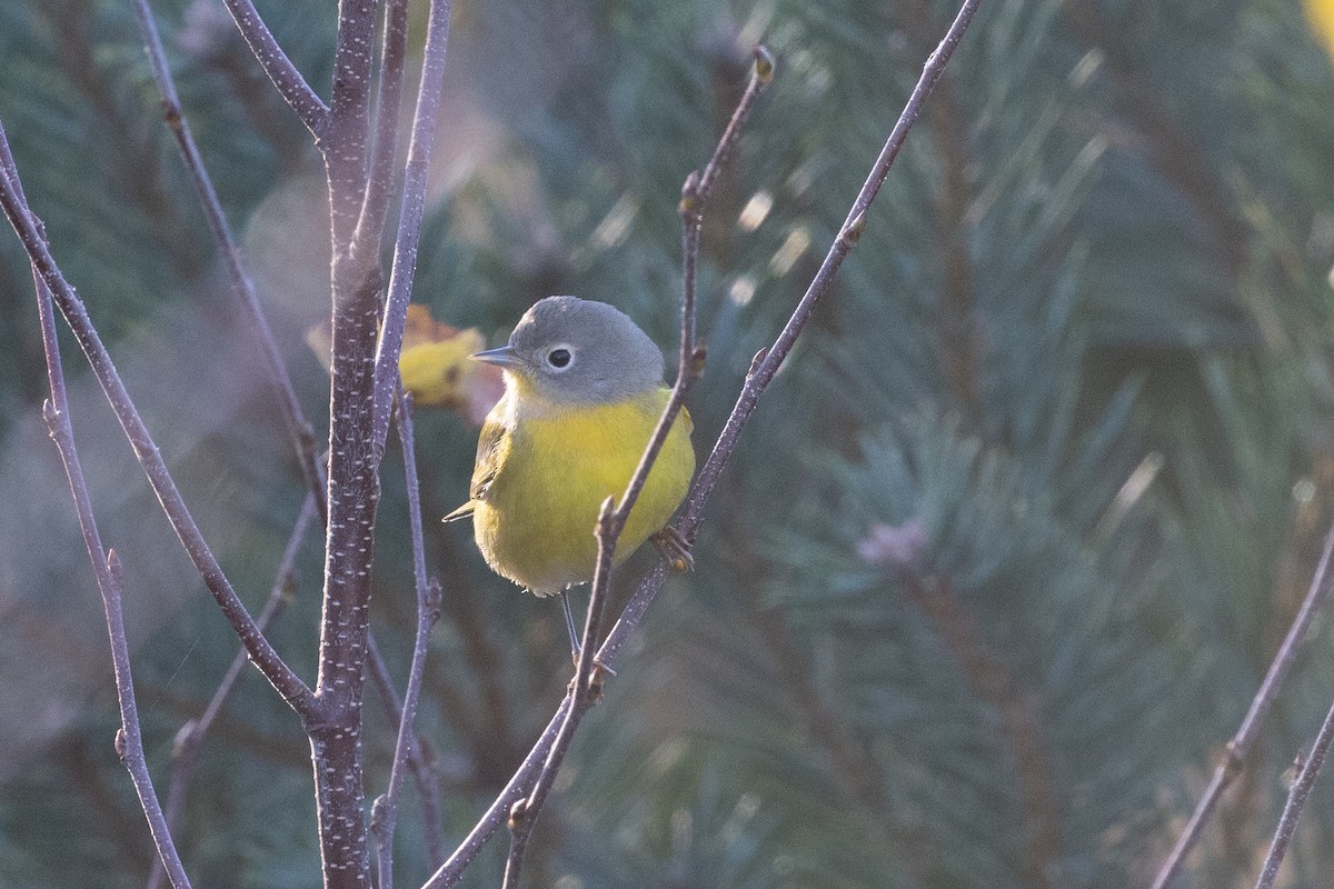 Nashville Warbler - ML625829065