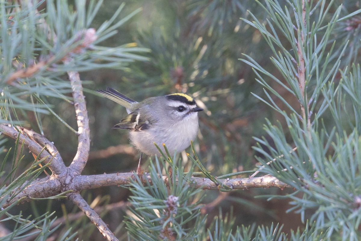 Golden-crowned Kinglet - ML625829102
