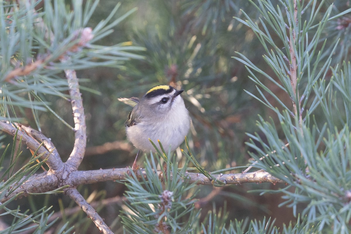 Golden-crowned Kinglet - ML625829108