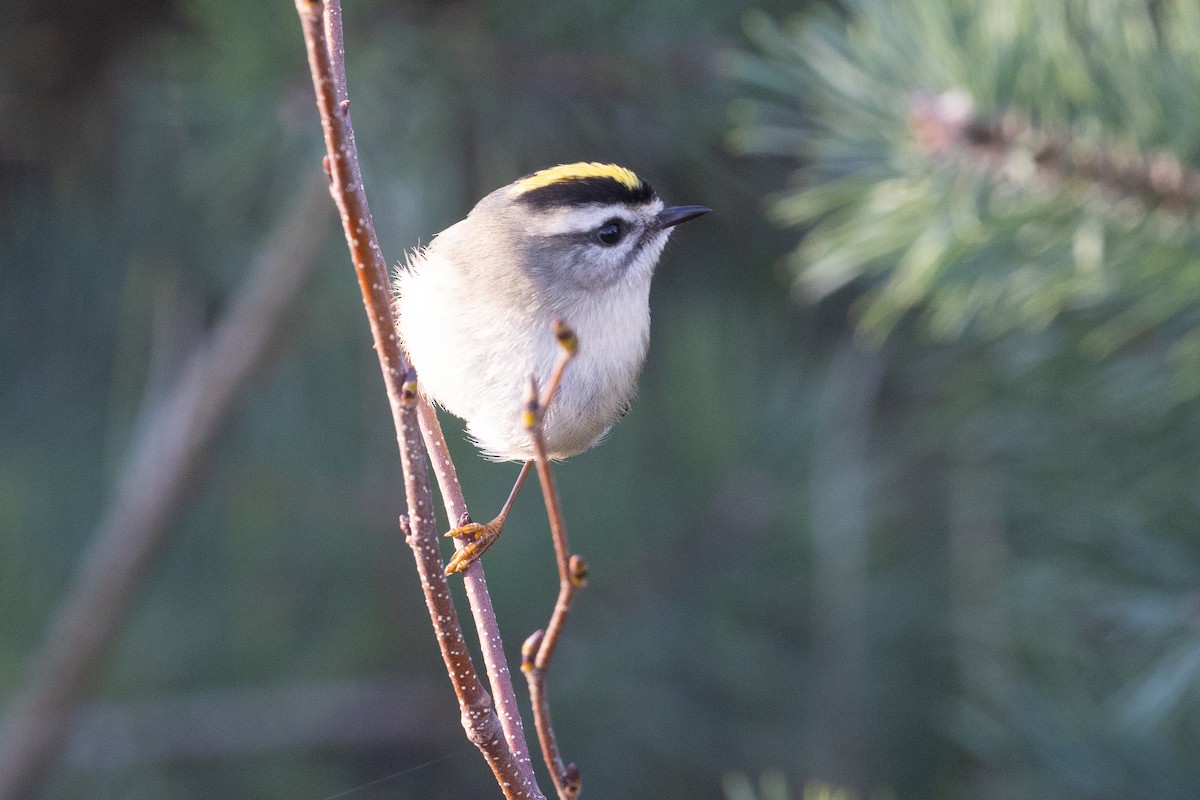 Golden-crowned Kinglet - ML625829111
