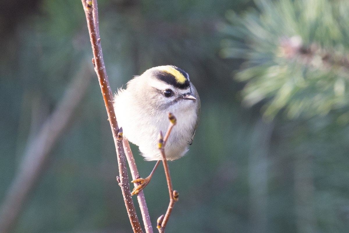 Golden-crowned Kinglet - ML625829114