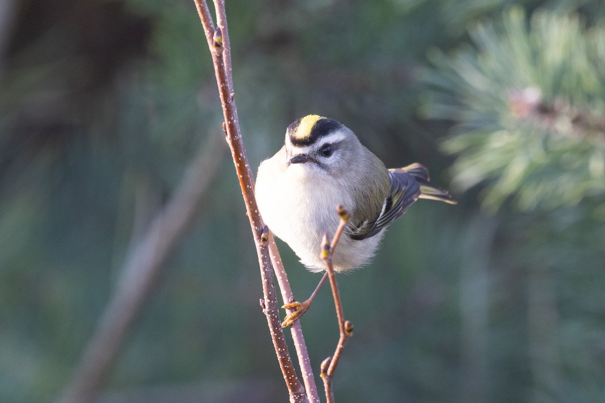 Golden-crowned Kinglet - ML625829119