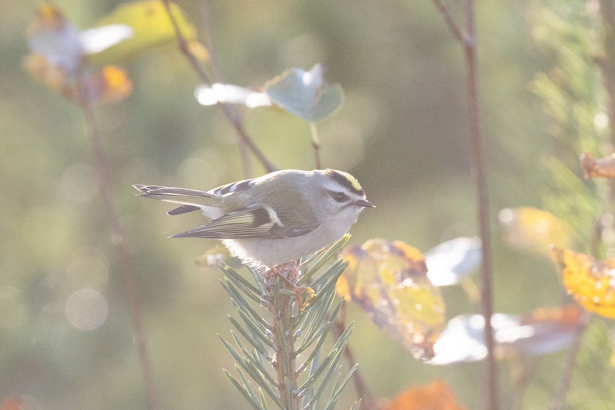 Golden-crowned Kinglet - ML625829129
