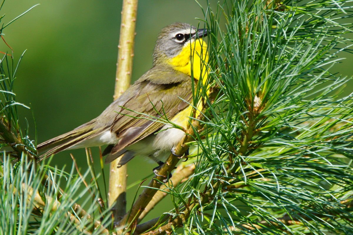 Yellow-breasted Chat - Dennis Mersky