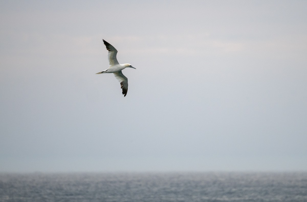 Northern Gannet - ML625829417