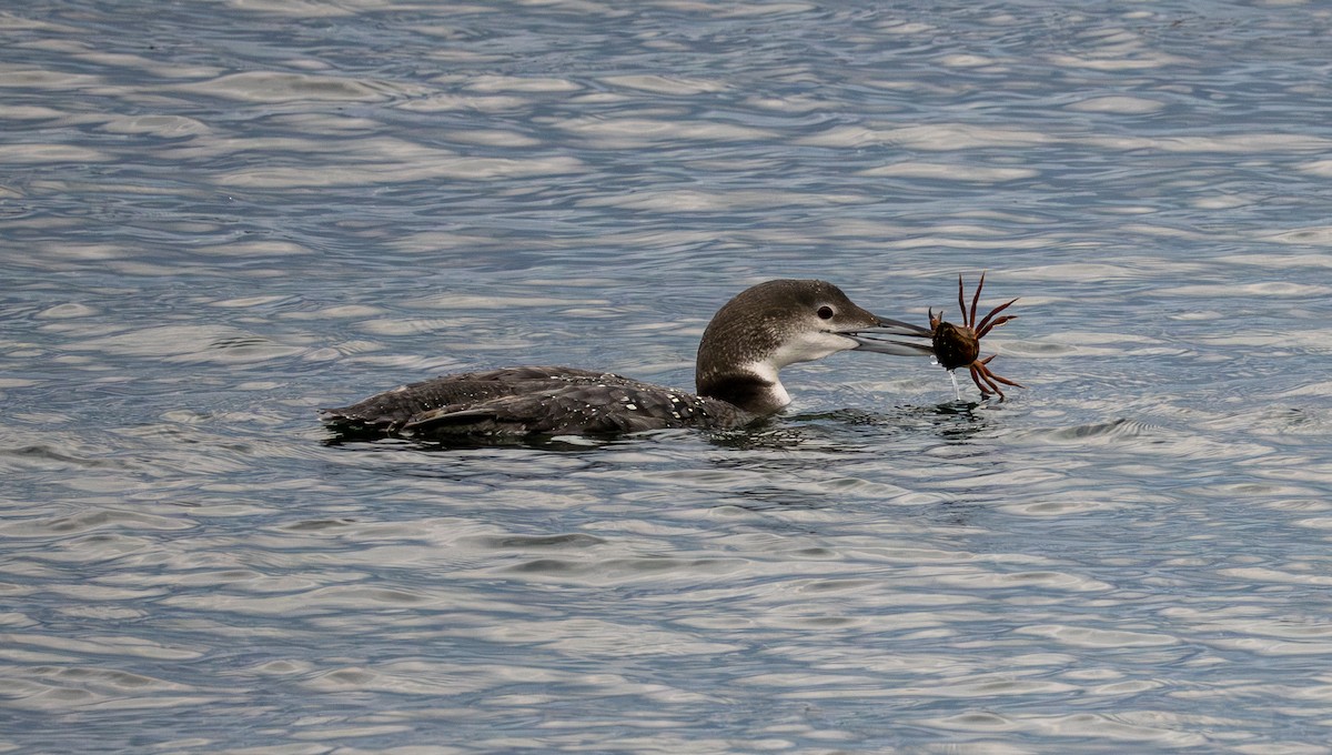 Common Loon - ML625829425