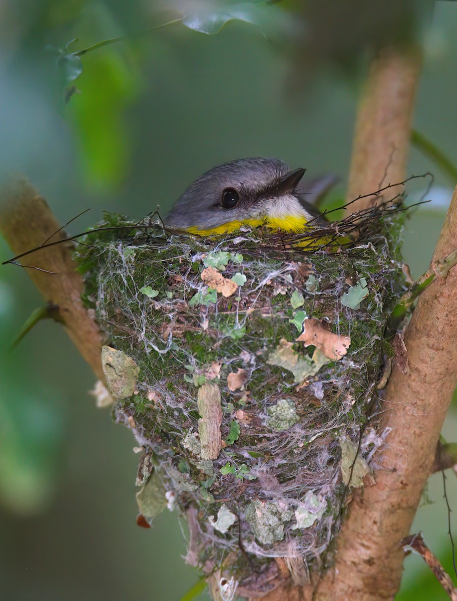 Eastern Yellow Robin - ML625829659