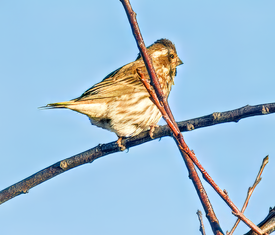 Purple Finch - ML625829751