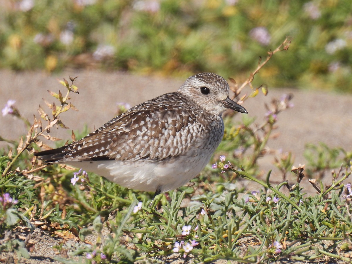 Black-bellied Plover - ML625829819