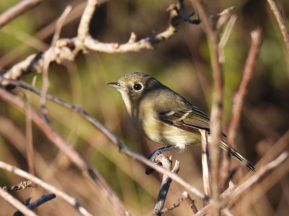 Hutton's Vireo - ML625829822